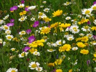 Bed full of Colourful Wildflowers