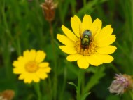 Close up of two yellow flowers one with a green fly