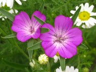 Two bright pink flowers