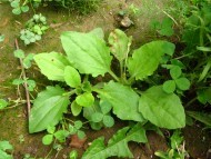 Rosette of broad green leaves with toothed bases.