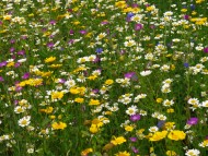 Verge full of colourful annual arable weeds, making a splash of yellow, purple, white and blue