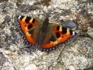 Colourful butterfly, basking on a wall