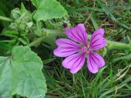 Pink flower with narrow petals