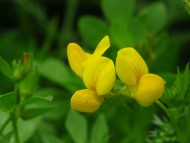 Three yellow flowers clustered in a head