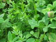 Green leaves of young wildflowers