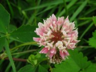 Rounds heads made up of dozens of pinkish flowers