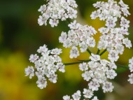 Clusters of tiny white flowers in an umbel