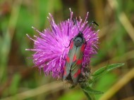 Black moth, with red spots, resting on a purple thistle-like flower