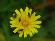 Yellow daisy-like flower with three small flies visiting it