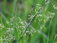 A seed head, composed of many tiny spikelets on delicate stems