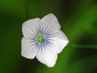 A delicate blue flower, with its tracery of darker blue veins 