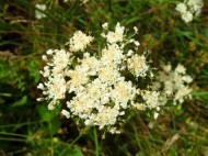 Creamy-white, rather tatty looking umbel