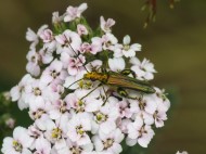 Pink and white composite flowers, with and elongate bright-green beetle