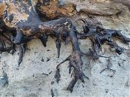 Fossil tree stump showing roots in blue clay