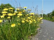 Wildflowers along a verge