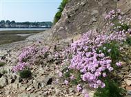 Pink thrift aththe bottom of a low cliff