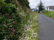 Flower covered bank beside a cycle-path