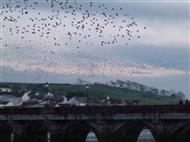 Flocks of starlings in flight seen against the backdrop of East-the-Water