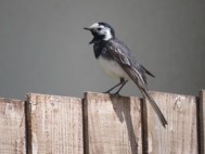 Single Pied Wagtail perched on a fence